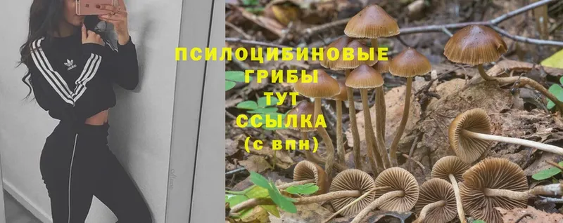 купить   Родники  Галлюциногенные грибы Psilocybine cubensis 